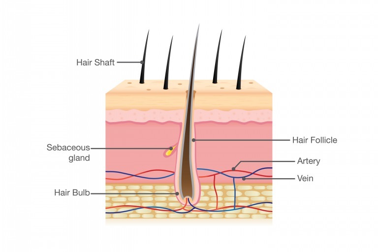 髪の毛と頭皮の構造